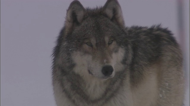 灰狼(犬类狼疮)警觉地看着雪地，黄石，美国视频素材