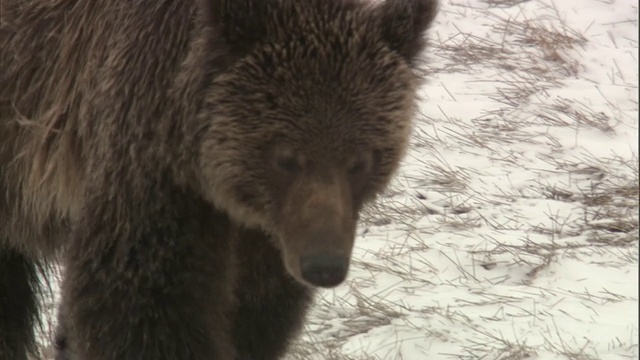 美国黄石公园，灰熊(Ursus arctos)在雪地上行走视频素材