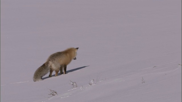 赤狐(Vulpes Vulpes)跃入雪地狩猎啮齿动物，黄石，美国视频素材