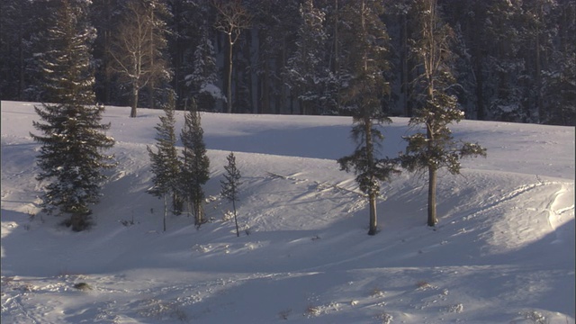 灰狼(犬类狼疮)成群地穿过雪地景观，黄石，美国视频素材