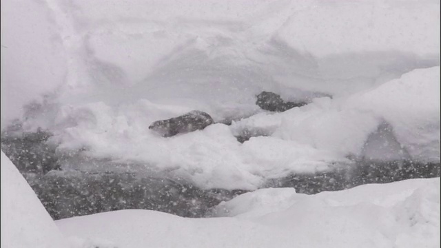 美国黄石公园，河水獭(加拿大龙)从雪岩上掉下来视频素材