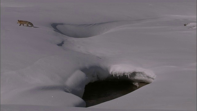 狩猎红狐(Vulpes Vulpes)穿越雪，黄石，美国视频素材