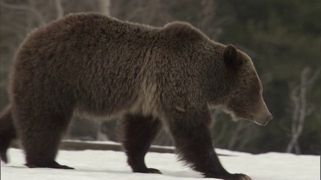 美国黄石公园，灰熊(Ursus arctos)沉入雪中视频素材