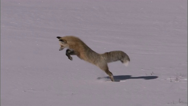 赤狐(Vulpes Vulpes)跃入雪地狩猎啮齿动物，黄石，美国视频素材