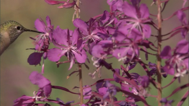 美国黄石公园，蜂鸟(蜂鸟科)以开花的杂草为食视频素材