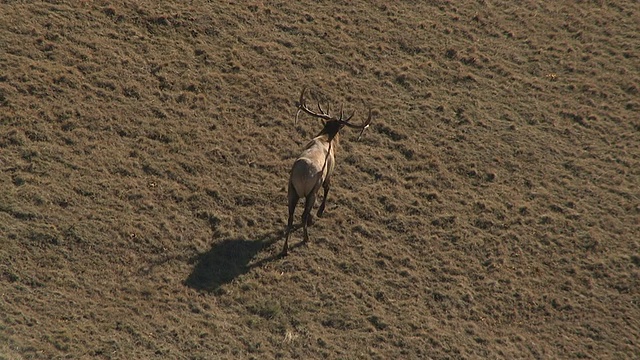 Track over麋鹿(Cervus canadensis) on prairie, Yellowstone, USA视频素材