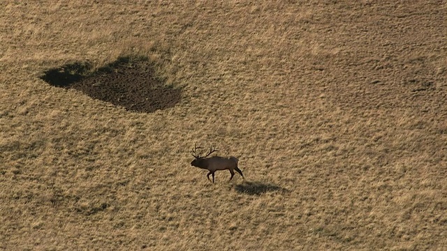 Track over麋鹿(Cervus canadensis) on prairie, Yellowstone, USA视频素材