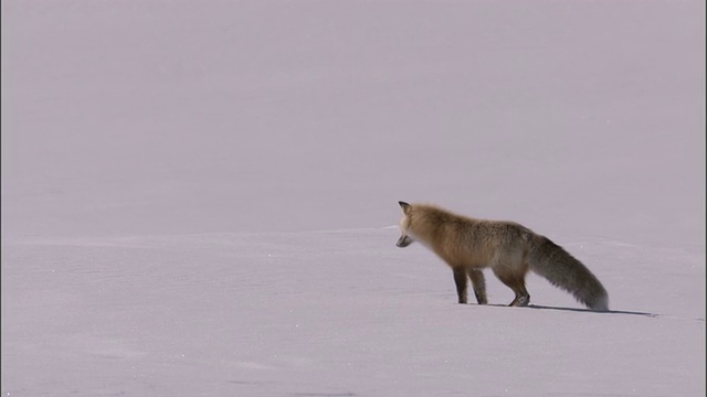 赤狐(Vulpes Vulpes)跃入雪中捕捉啮齿动物，黄石，美国视频素材