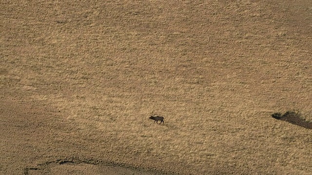 Track over麋鹿(Cervus canadensis) on prairie, Yellowstone, USA视频素材