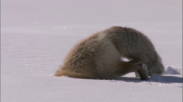 赤狐(Vulpes Vulpes)跃入雪地狩猎啮齿动物，黄石，美国视频素材