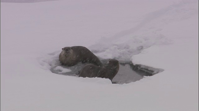 美国黄石公园，河獭(Lontra canadensis)在冰洞中潜水视频素材