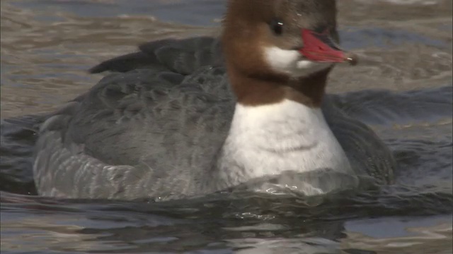 美国黄石国家公园，一种普通的秋沙鼠(Mergus merganser)在溪流中游泳视频素材