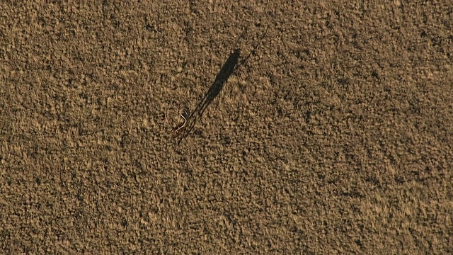 Track over麋鹿(Cervus canadensis) on prairie, Yellowstone, USA视频素材