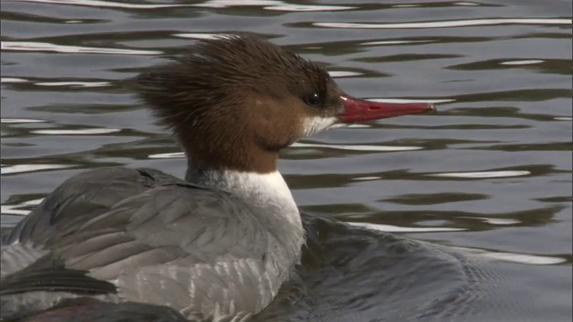 美国黄石国家公园，一种普通的秋沙鼠(Mergus merganser)在溪流中游泳视频素材