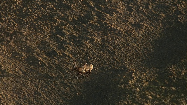 Track over麋鹿(Cervus canadensis) on prairie, Yellowstone, USA视频素材