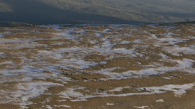 追踪鹿群(加拿大鹿)在雪山边，黄石，美国视频素材