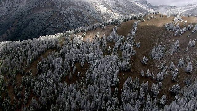 美国黄石公园，在霜冻的秋天森林山丘上行驶视频素材