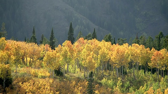 在美国黄石公园的山坡上追踪秋天的金杨(震颤杨树)视频素材