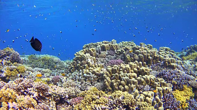 水下珊瑚礁海洋生物和大量的鱼视频素材