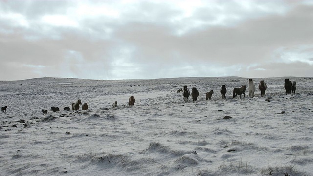 一群冰岛马在白雪覆盖的田野上漫步。视频素材