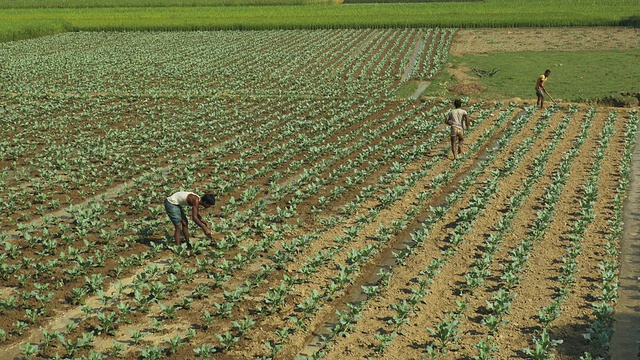 孟加拉国农村的农民用手灌溉新种植的菜花视频素材