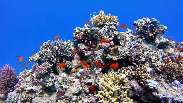 在珊瑚礁/红海潜水视频素材