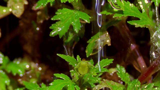 秘鲁马努，热带雨林中，降雨在植物上的特写镜头视频素材