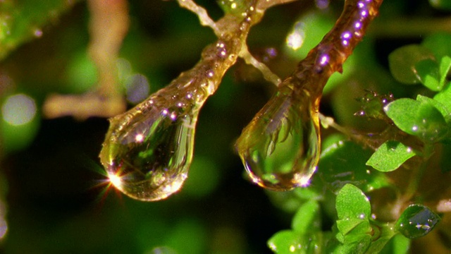 近距离观察热带雨林植物上的水滴/秘鲁马努视频素材