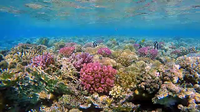 红海上的水下海洋生物视频素材