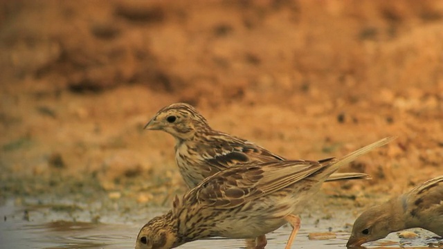 玉米Bunting (Emberiza calandra)在饮用地点在沙漠视频素材