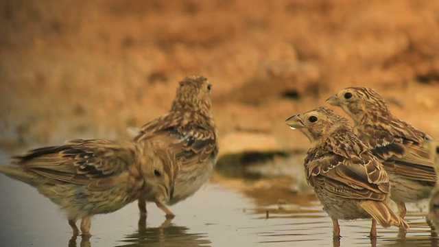 玉米Bunting (Emberiza calandra)在饮用地点在沙漠视频素材