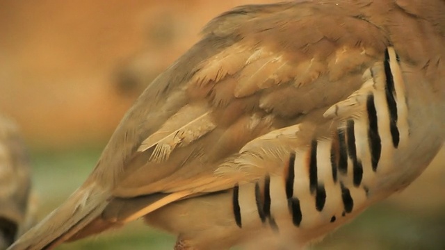 来沙漠喝水的沙漠鸟——chuckar,Sand paridge,Pale rockfinch视频素材