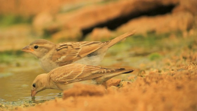 淡岩雀(短趾Carpospiza brachiydactyla)在沙漠的饮水点视频素材