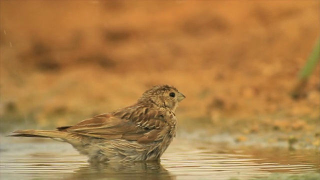 玉米bunting (Emberiza calandra)在沙漠的饮水点洗澡视频素材