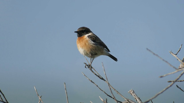 雄性欧洲石鳖(石鳖石鳖)栖息视频素材