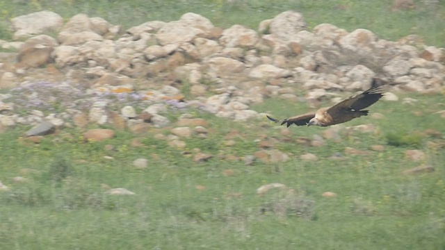 慢镜头，格里芬秃鹰(Gyps fulvus)在飞行视频素材