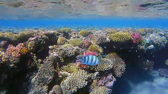 珊瑚礁/红海上的海洋生物视频素材