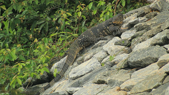 水监测器(Varanus salvator)在水面外的岸上拍打视频素材