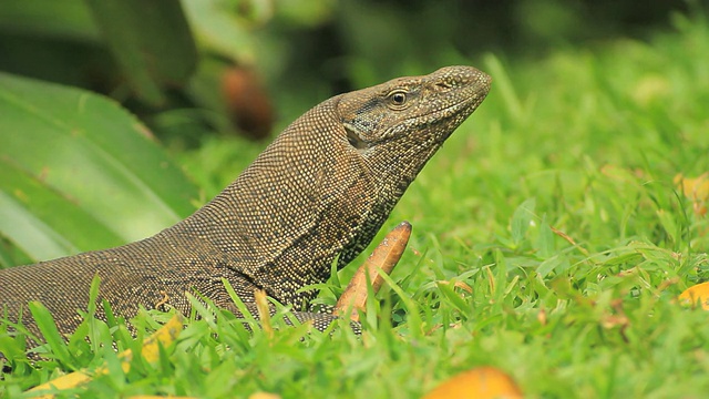 草地上的陆地监测(Varanus bengalensis)，极端特写视频素材