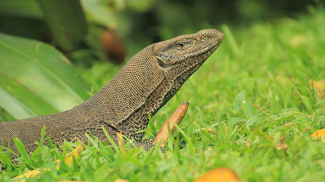 草地上的陆地监测(Varanus bengalensis)，极端特写视频素材