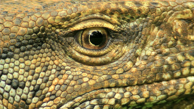 陆地监视器(Varanus bengalensis)，对眼睛的极端特写视频素材