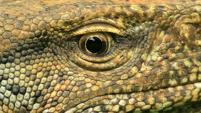 陆地监视器(Varanus bengalensis)，对眼睛的极端特写视频素材