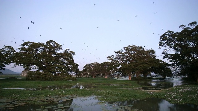 蝙蝠-印度狐蝠(Pteropus giganteus)在栖息地，准备在日落后离开栖息地视频素材