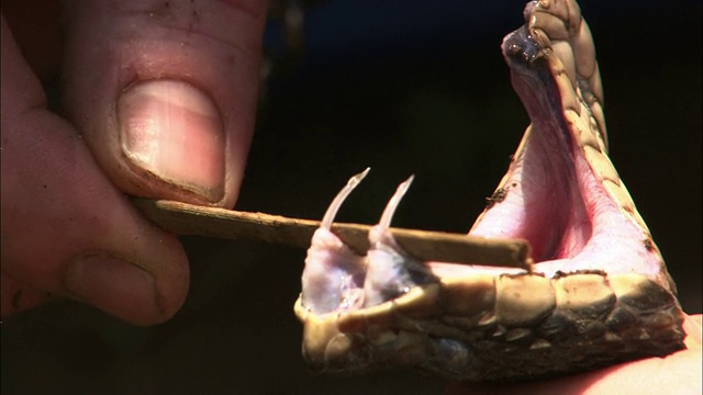 爬虫学家用一根棍子把毒蛇的毒牙撑开。视频素材