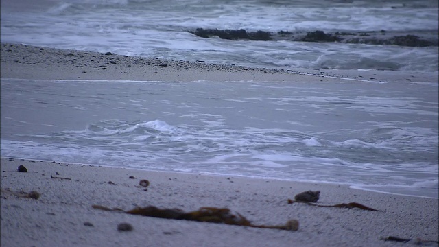 海浪冲上了开普敦的巨石海滩。视频素材