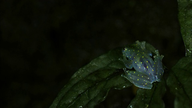 雨滴落在栖息在叶子上的玻璃蛙周围。视频素材