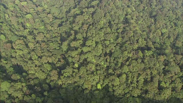 在哥斯达黎加，浓密的树木覆盖着山脉和山谷。视频素材