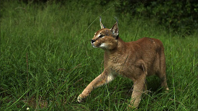 一只野猫在长草中徘徊。视频素材