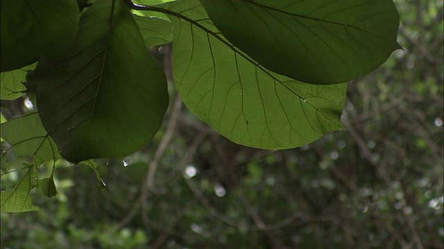 森林里的绿叶上下着细雨。视频素材