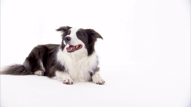 一只边境牧羊犬坐在白色的地面上。视频素材